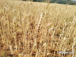 ทุ่งข้าวบาเลย์ ศูนย์วิจัยข้าวสะเมิง เชียงใหม่